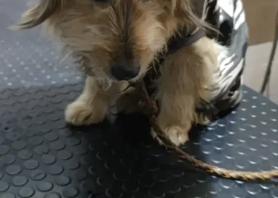 Drobček - dokúsaný pes po operácii