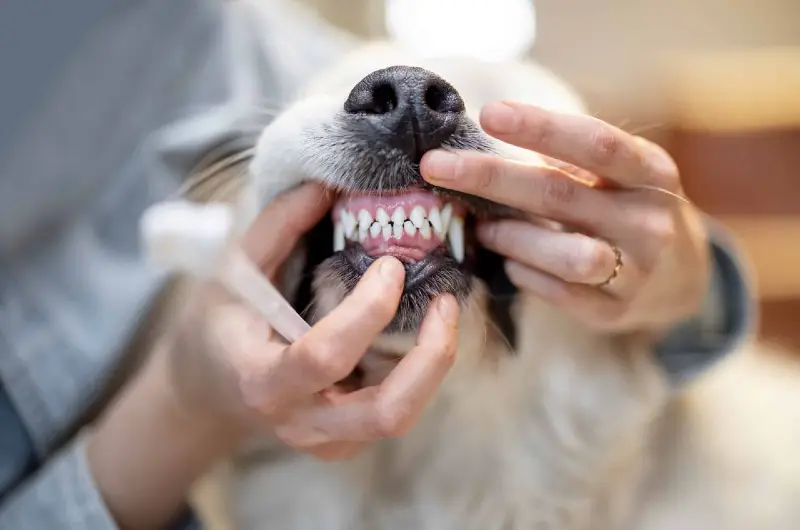 Vyšetrenie zubov u psa